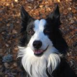 Foto de perro perdido en Breitenbach