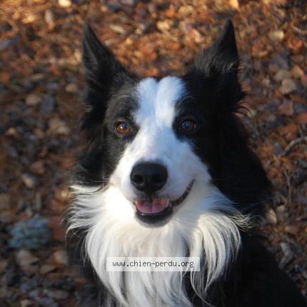 Foto 1/1 Sako Chien perdido en Breitenbach