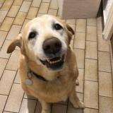 Foto de perro encontrado en Salses C Le Chateau