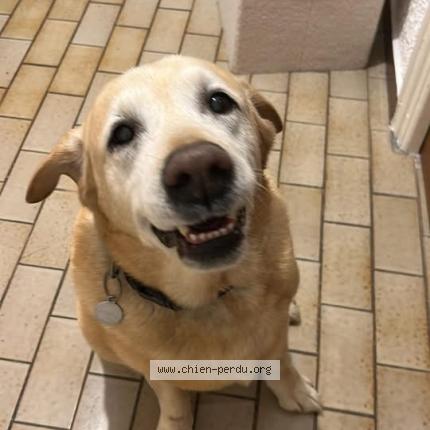 Foto de perro encontrado en Salses C Le Chateau