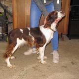 Foto de perro perdido en Saint Vincent En Bresse