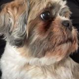 Foto de perro perdido en Saint Brieuc