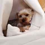 Foto de perro perdido en Peyrole