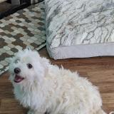 Foto de perro perdido en Turlock