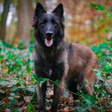 Foto de perro perdido en Sin Ld Noble