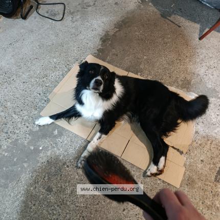 Foto 1/1 Jack Chien perdido en Rohrwiller