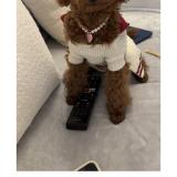 Foto de perro perdido en Paris