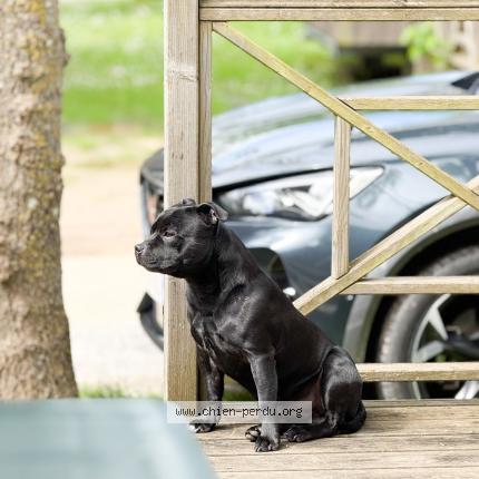 Foto 1/1 Wesley Chien perdido en Montfermeil
