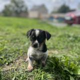 Foto de perro perdido en Velles