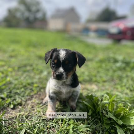 Foto 1/1 Milou Chien perdido en Velles