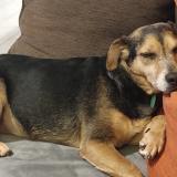 Foto de perro perdido en Lempdes