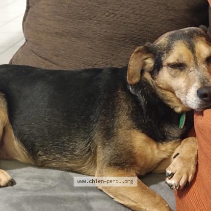 Foto de perro perdido en Lempdes