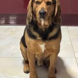 Foto de perro perdido en Argenteuil