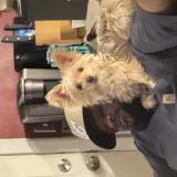 Foto de perro perdido en Bryant