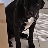 Foto de perro perdido en Cadet Baillif