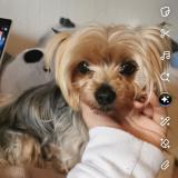 Foto de perro perdido en La Batie Montsaleon