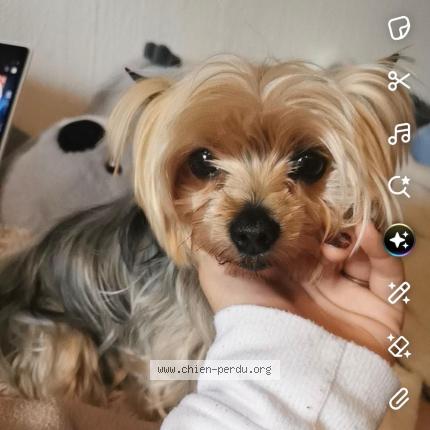 Foto 1/1 Joya Chien perdido en La batie montsaleon