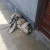 Foto de perro encontrado en Lima