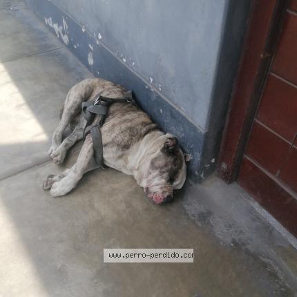 Foto 1/1 Perro encontrado Encontrado en Lima