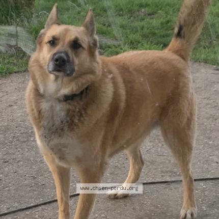 Foto 1/1 Django Chien perdido en Aiguillon