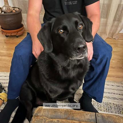 Foto 1/1 Marley Chien perdido en Bouloc en quercy