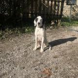 Foto de perro perdido en Massieu