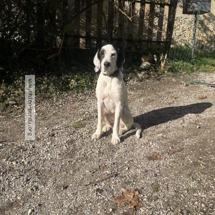 Foto 1/1 Viggo Chien perdido en Massieu