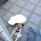 Foto de perro perdido en Les Arcs