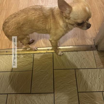 Foto 1/1 Perro encontrado Encontrado en Noisy le grand