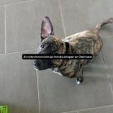 Foto de perro perdido en Chamrousse