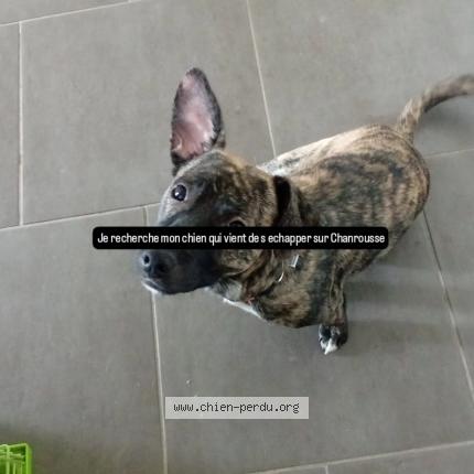 Foto 1/1 Groot Perro perdido en Chamrousse