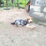 Foto de perro perdido en Les Eglisottes Et Chalaures