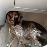 Foto de perro perdido en Nevers