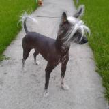 Foto de perro perdido en Flemalle