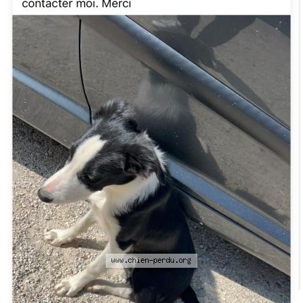 Foto de perro perdido en Lioux