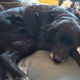 Foto de perro perdido en Saint Mars La Jaille