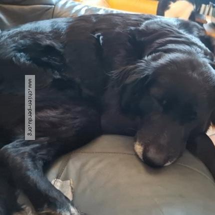 Foto 1/1 Praline Chien perdido en Saint mars la jaille