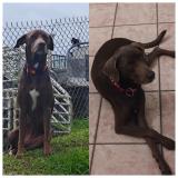 Foto de perro perdido en La Trinite