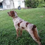 Foto de perro perdido en Abymes