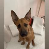 Foto de perro perdido en Soeurdres