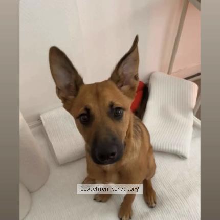 Foto 1/1 Bulle Chien perdido en Soeurdres