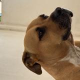 Foto de un perro reunido en Ducos