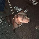 Foto de perro encontrado en Le Soler