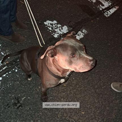 Foto de perro encontrado en Le Soler