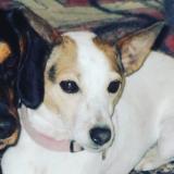 Foto de perro perdido en Pre En Pail