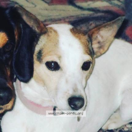 Foto 1/1 Fidji Chien perdido en Pre en pail