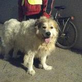 Foto de perro encontrado en Saint Hippolyte