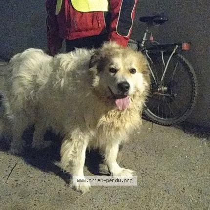 Foto 1/1 Perro encontrado Encontrado en Saint hippolyte