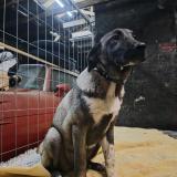 Foto de perro perdido en Mairieux