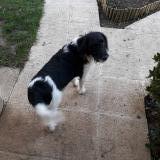 Foto de perro perdido en Saint Martin Sur Ocre